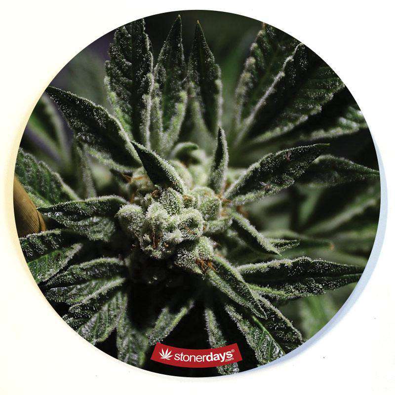 Stonerdays Round Dab Mats